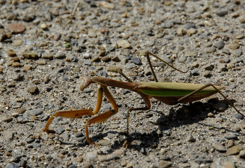 Dsc_0306