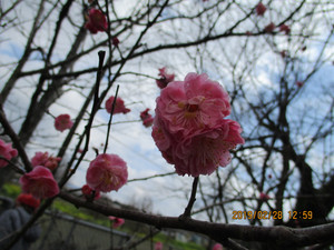 Img_0587